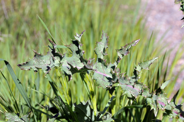 Spiny Sowthistle upper leaves surround the stem (clasping) and are arranged alternately; the blades are spatulate to lanceolate; the margins wavy, often lobed and spiny. Sonchus asper